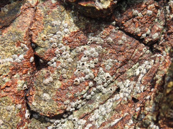 껍데기의 구멍 속이 빈 것은 사체